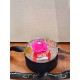 For Ever Roses Magenda- Black Gift Box