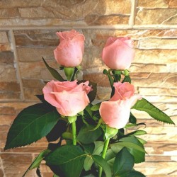 Τριαντάφυλλο Ροζ Dolomiti