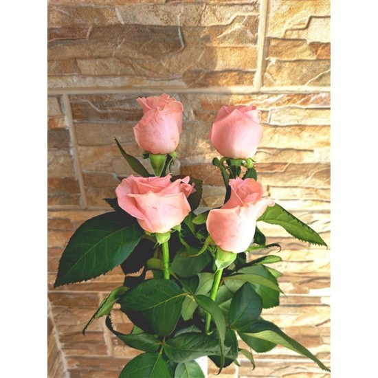 Τριαντάφυλλο Ροζ Dolomiti